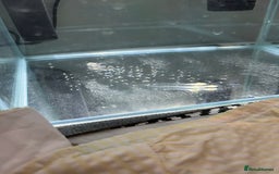 Angelfish fish for sale: Koi Angel fish babies - Image 1