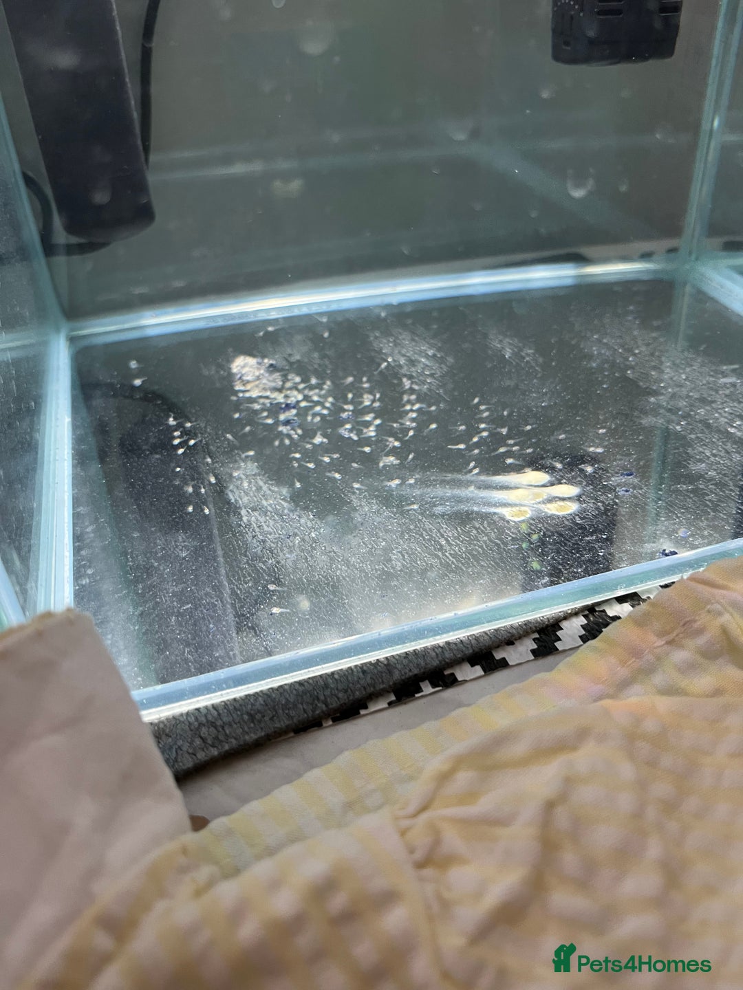 Angelfish fish for sale: Koi Angel fish babies - Image 1
