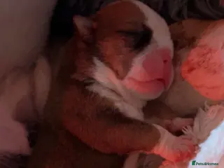 English Bulldog dogs Traditional bulldogs read description for info - Advert 3