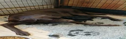 Labrador Retriever dogs for sale: Beautiful chunky black lab puppies  - Advert 13