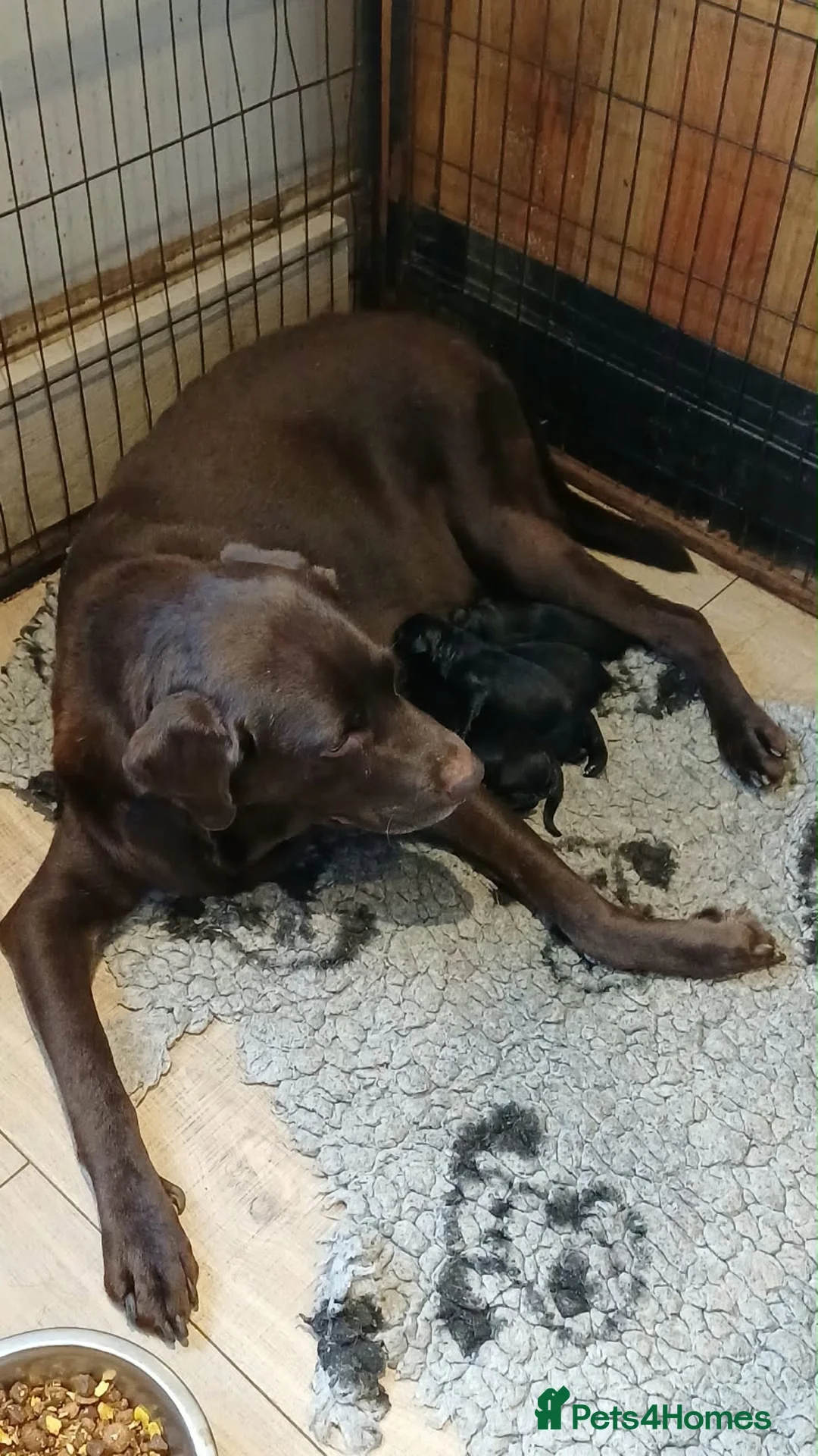 Labrador Retriever dogs for sale: Beautiful chunky black lab puppies  - Advert 13