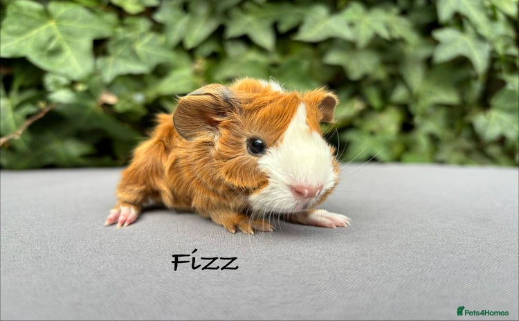 Guinea Pig rodents - Advert 6