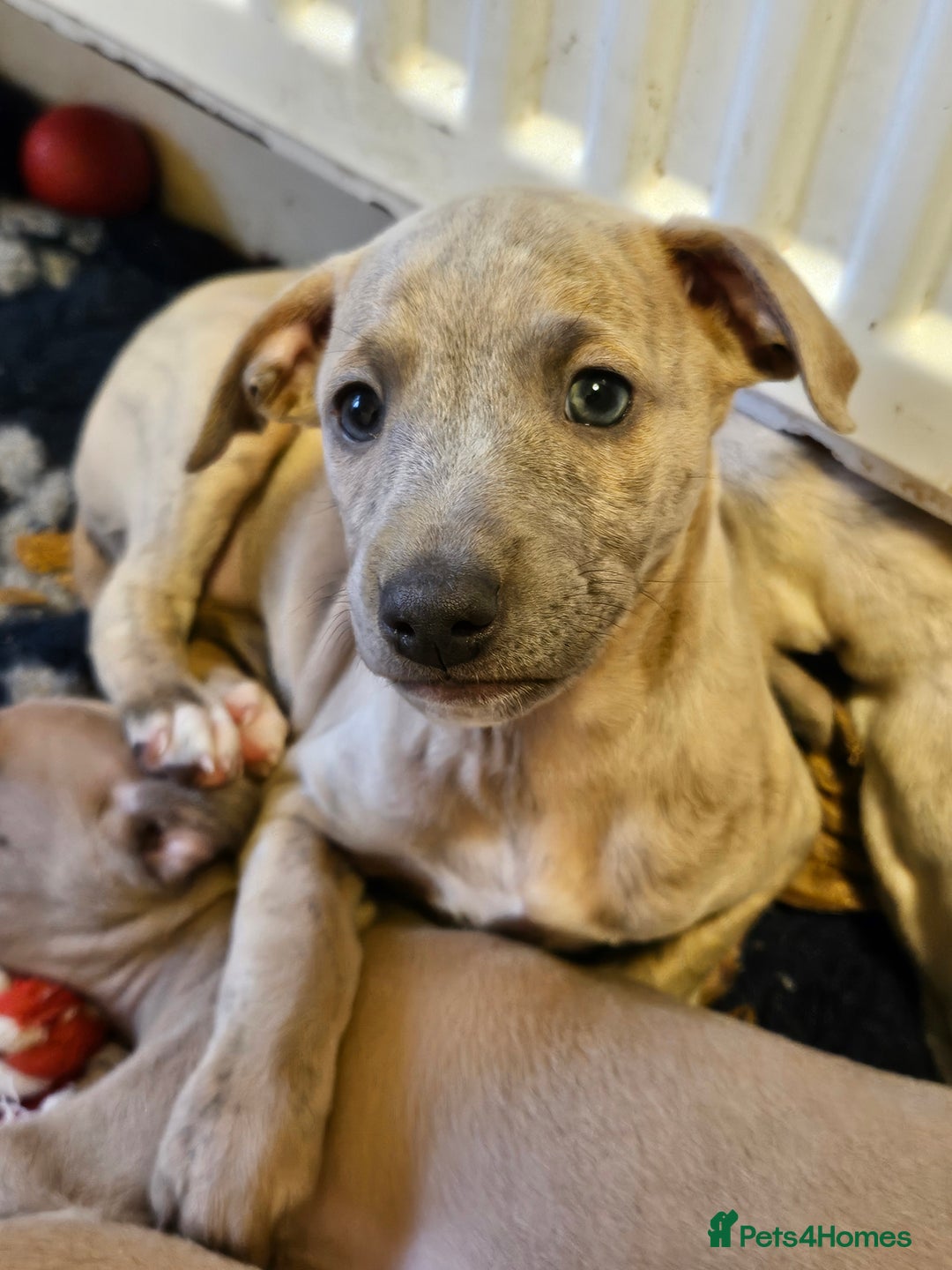 Whippet dogs for sale: ✨🐾 Gorgeous KC Registered Whippet puppies  🐾✨  - Advert 2