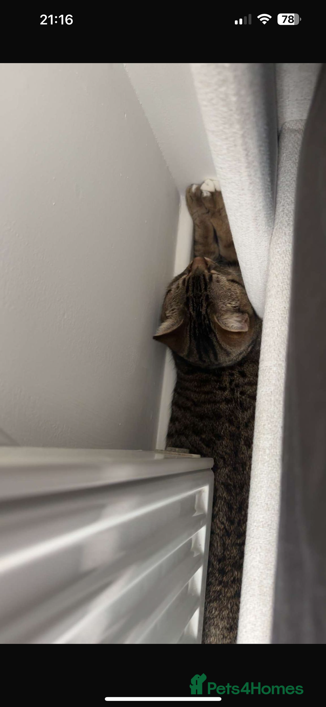 British Shorthair cats for sale: Free British short hair mix cat - Image 2