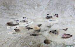 Ragdoll cats for stud: HANDSOME BOY-BLUE MITTED GCCF /TICA  AVALIABLE  - Advert 23