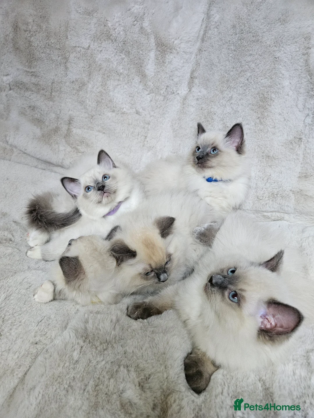 Ragdoll cats for stud: HANDSOME BOY-BLUE MITTED GCCF /TICA  AVALIABLE  - Advert 23