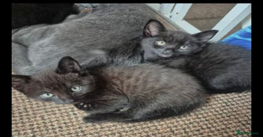 British Shorthair cats - Advert 16