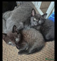 British Shorthair cats - Advert 2