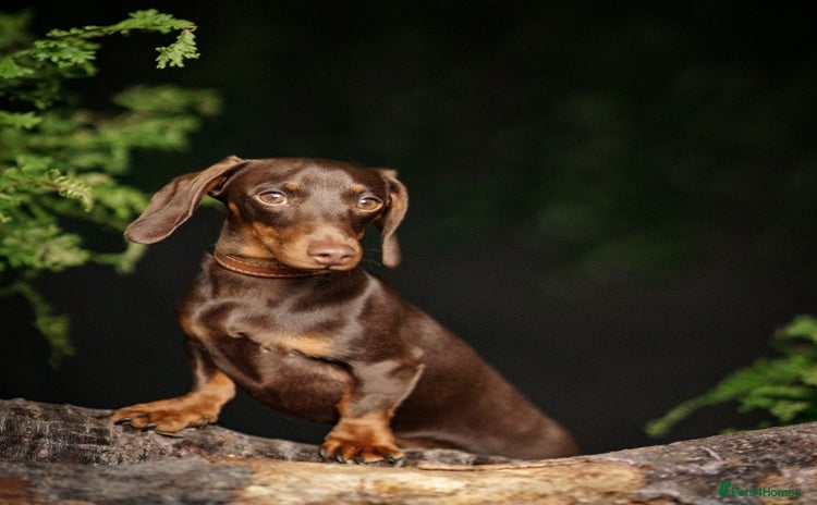 Dachshund dogs - Advert 1