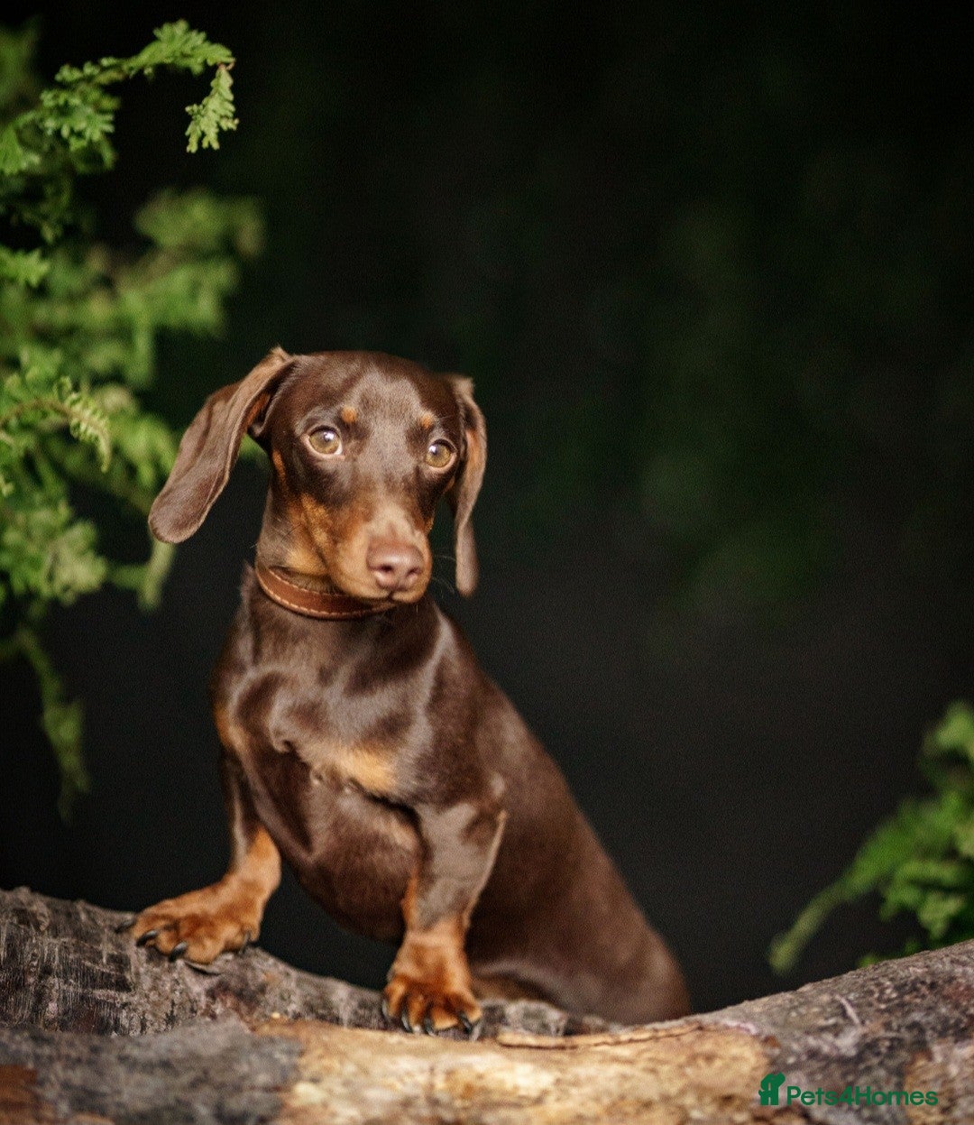 Dachshund dogs for stud: Dachshund Minature  3.4 kg Kc Reg for Stud  - Image 1