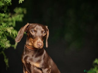 Dachshund dogs for stud - Advert 1
