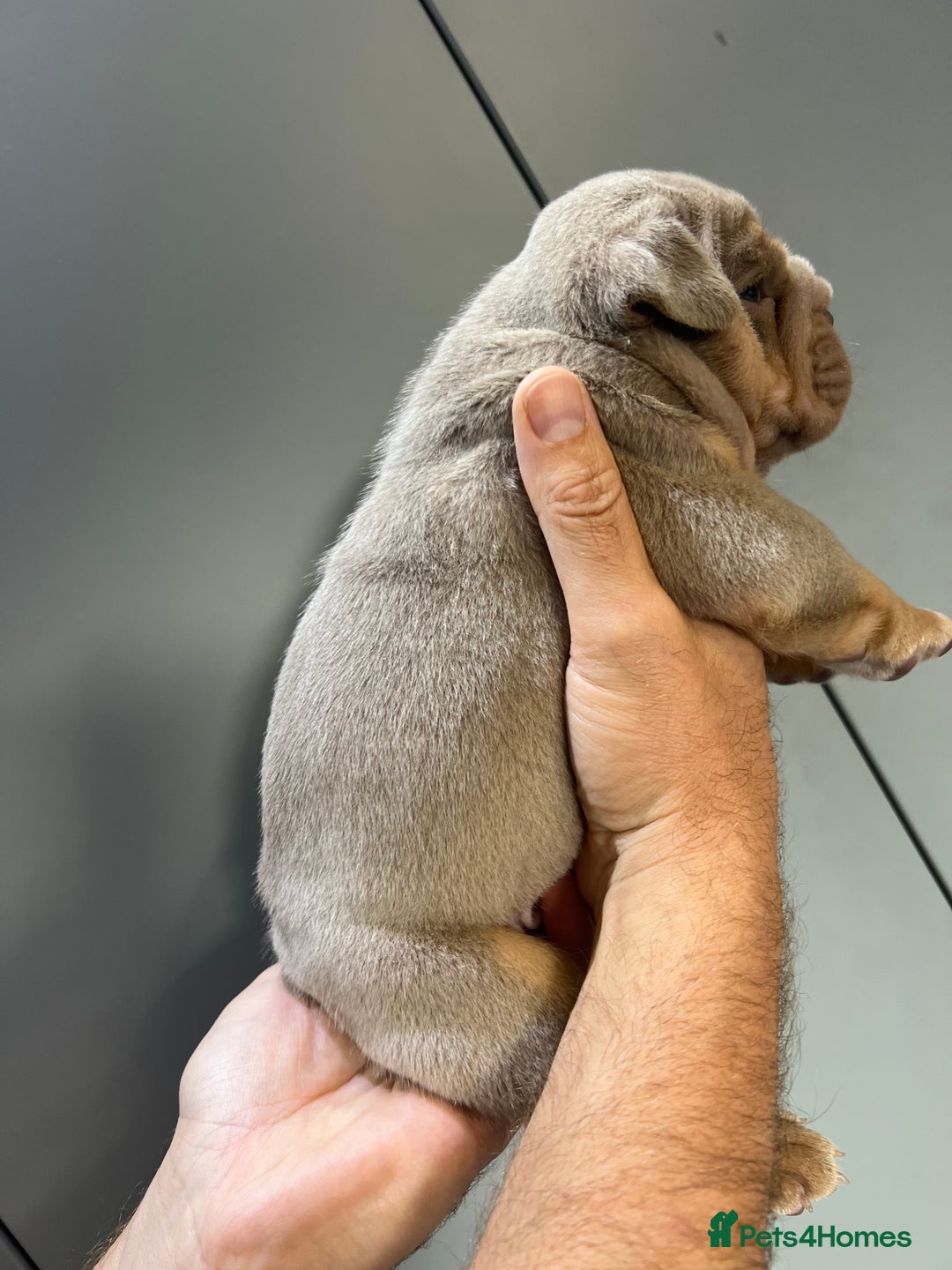 English Bulldog dogs for sale: English Bulldog Puppies - Image 2