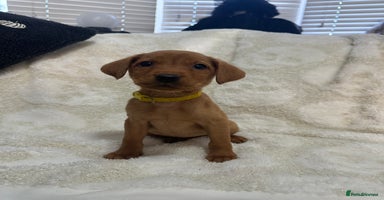 Labrador Retriever dogs - Advert 4