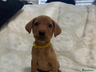 Labrador Retriever dogs - Advert 7