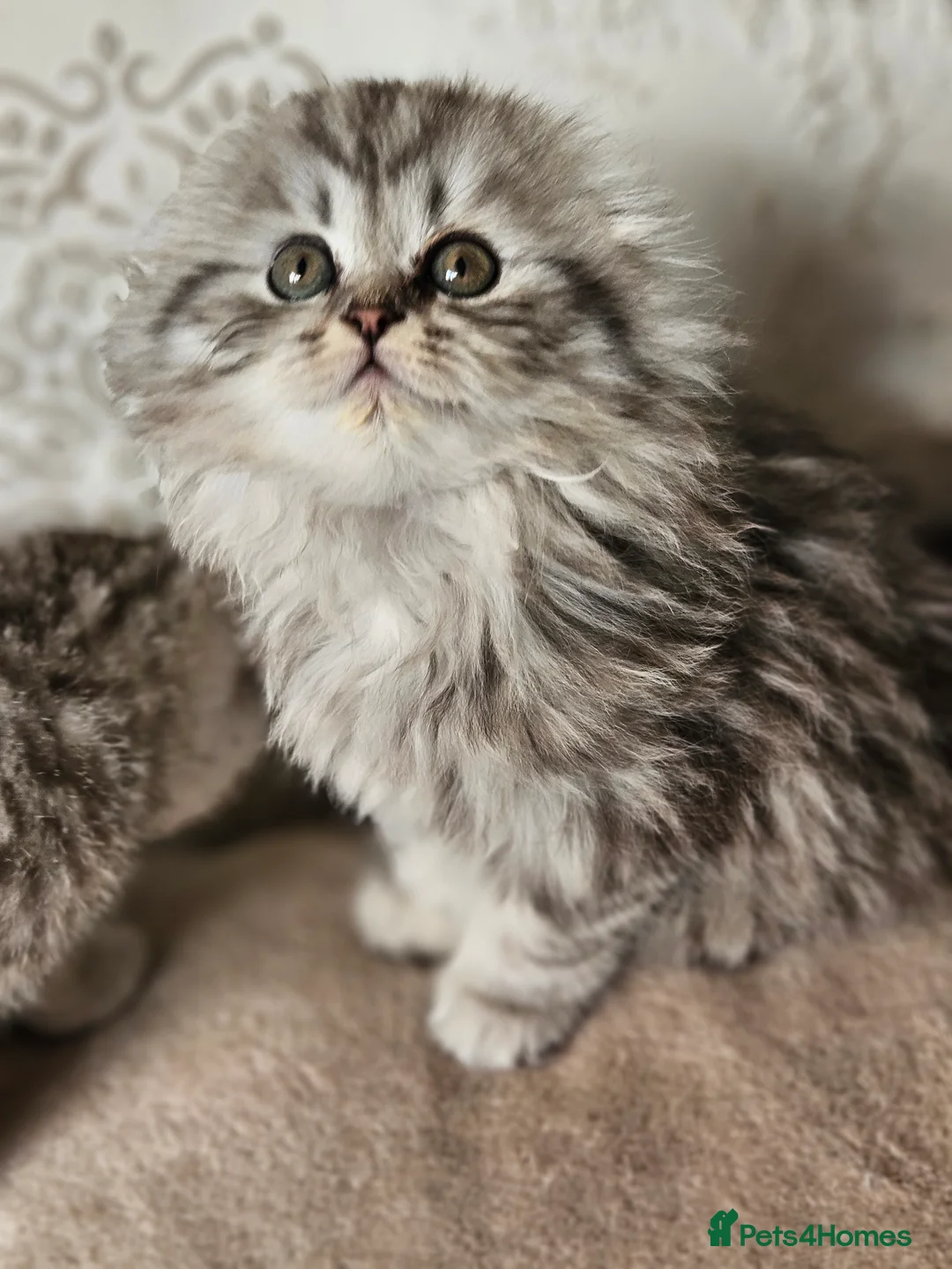 Scottish Fold cats for sale: Scotish fold beautiful kittens 😸  - Advert 10