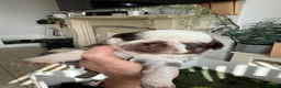 Pug dogs for sale: Kc lilac and chocolate pugs 5 star licensed  - Advert 7