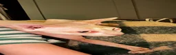 Sphynx cats for sale: Male SPHINX cat - Advert 1
