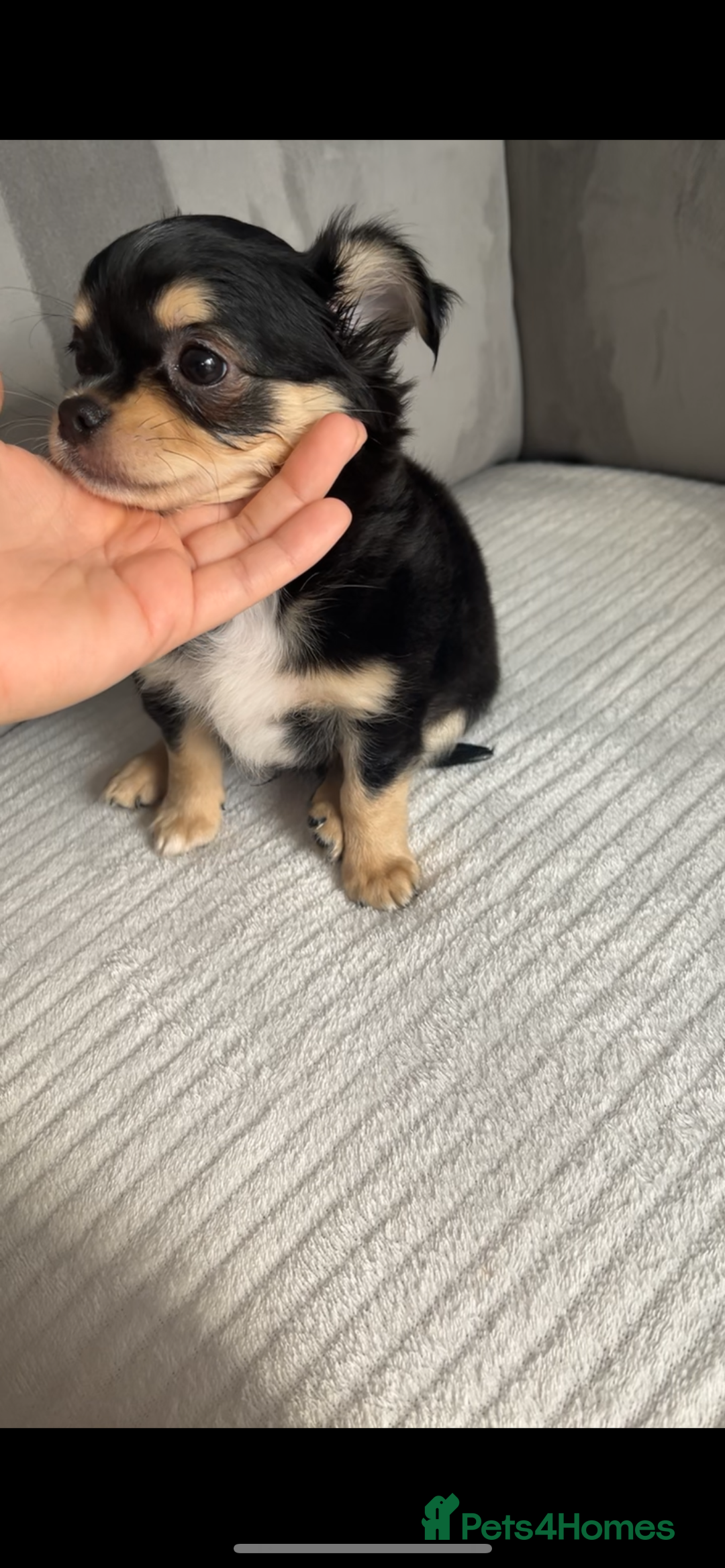 Chihuahua dogs for sale: Long-haired Chihuahua - Image 10