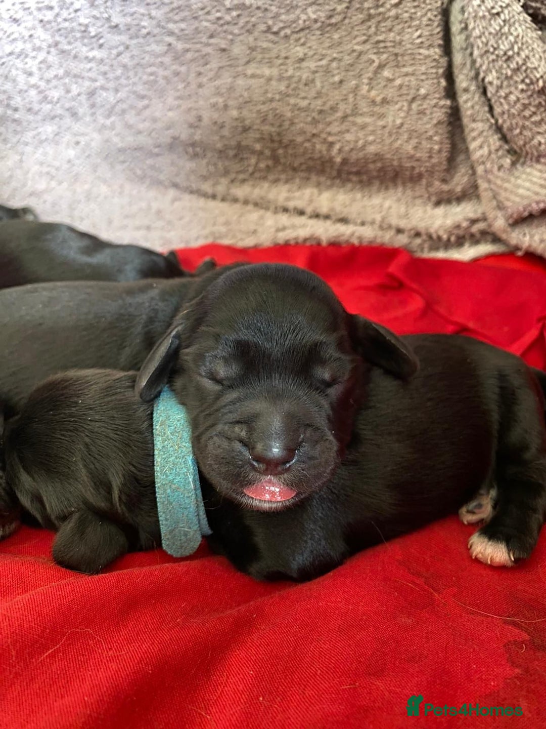 Cocker Spaniel dogs for sale: F1b cocker spaniel puppies for sale - Image 4