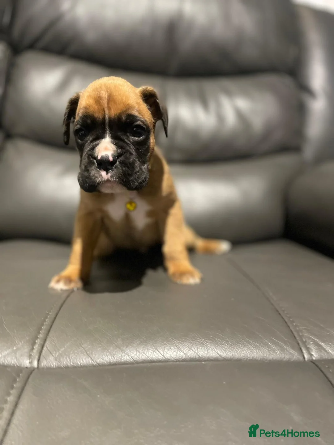 Boxer dogs for sale: Boxer puppies available to reserve  - Advert 7