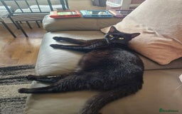 British Longhair cats for sale: Jimmy - Image 4