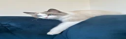 Ragdoll cats for sale: Bonded Ragdoll Sisters - Advert 3