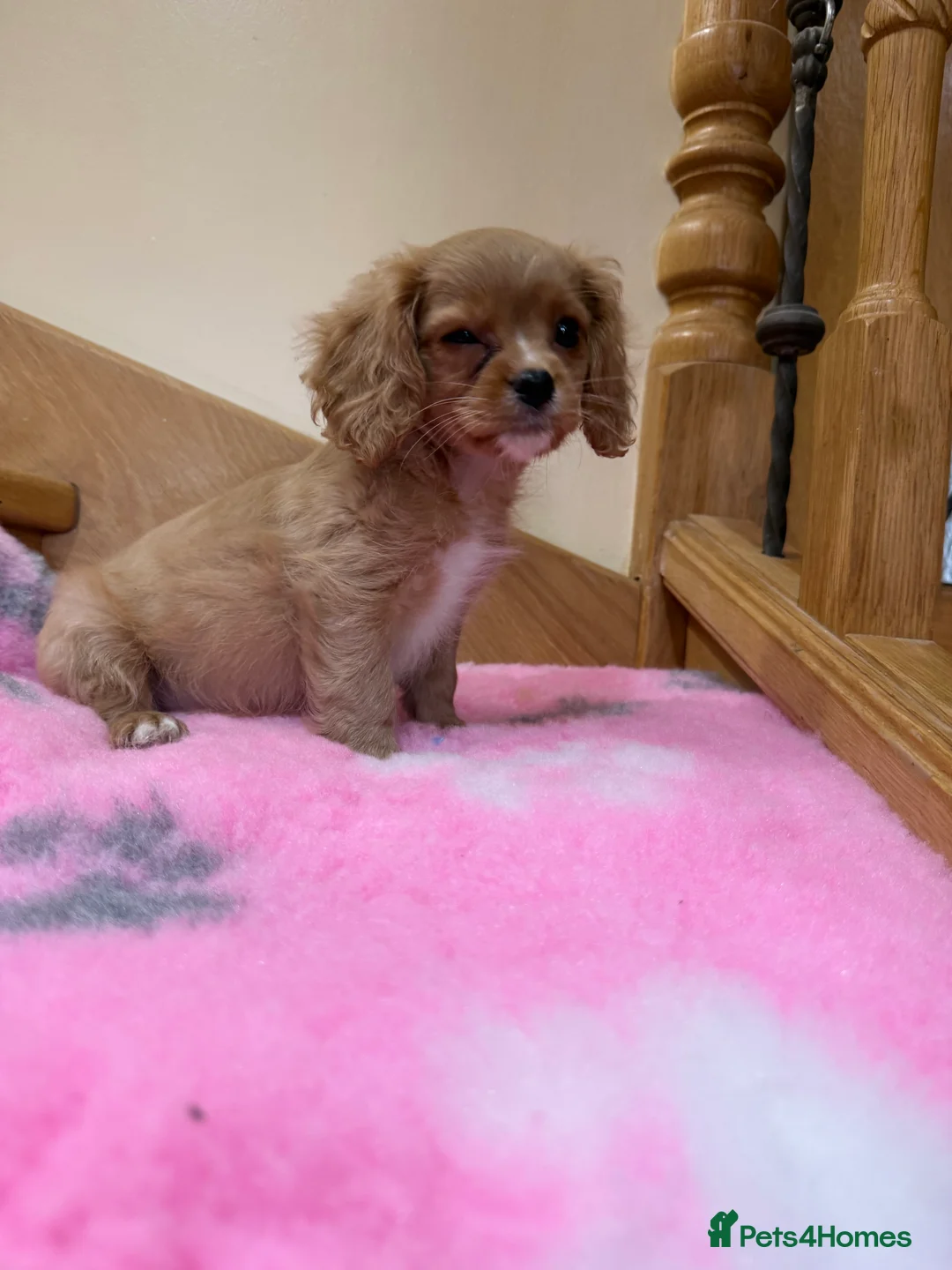 Cavapoochon dogs for sale: Cavapoochon - Advert 8