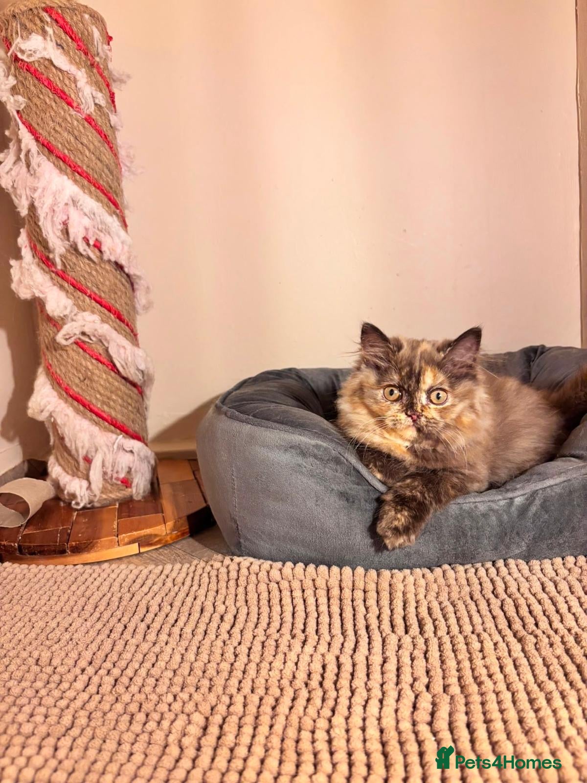 British Shorthair cats Rare chocolate tortie British-longhair kitten - Advert 1