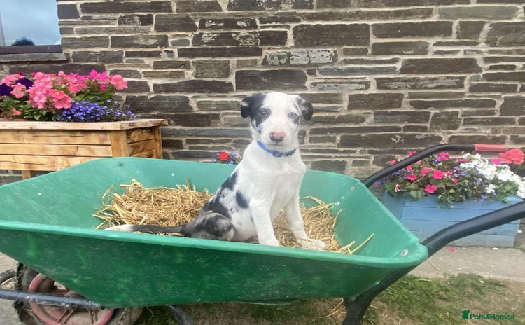 Border Collie dogs - Advert 1