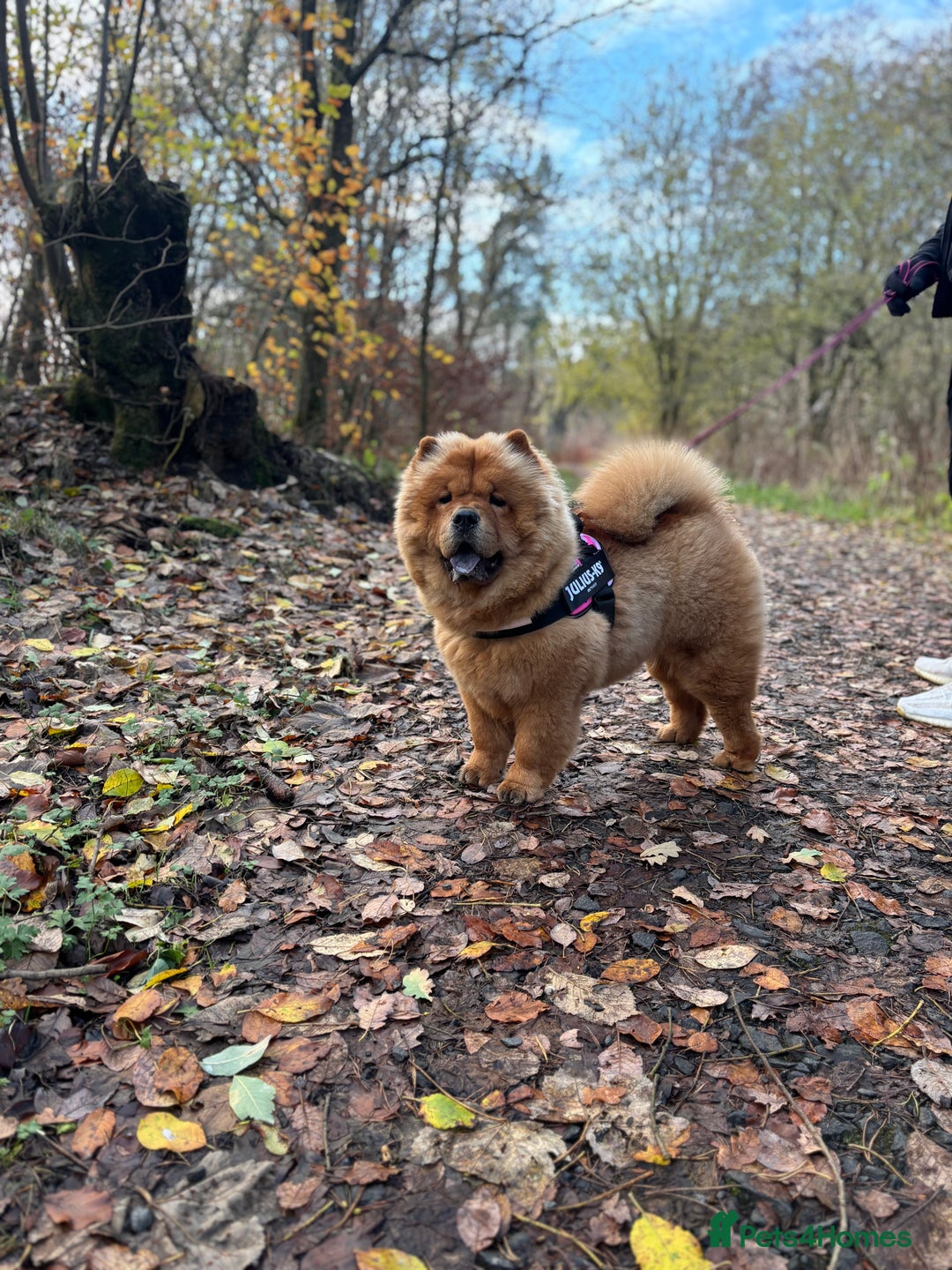 Chow Chow dogs for sale: Chow Chow  - Advert 1