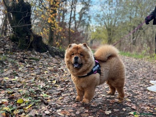 Chow Chow dogs Chow Chow - Advert 4