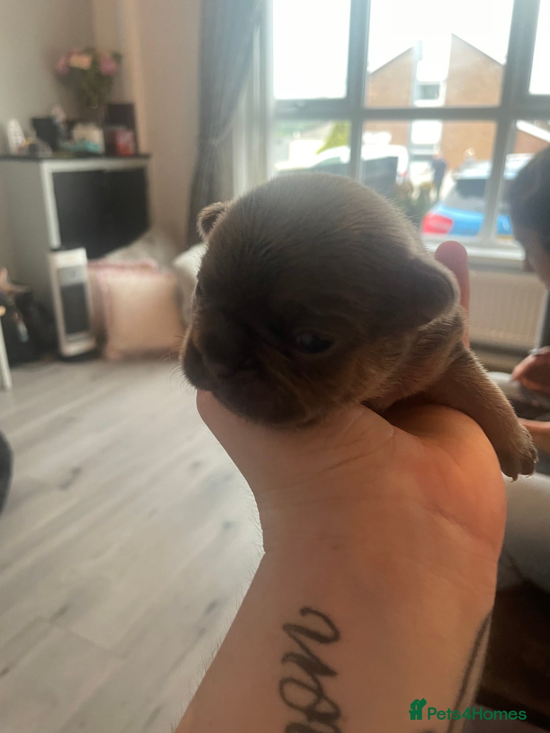 French Bulldog dogs for sale: 9 Day old French Bulldog Puppies - Image 11