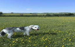 Mixed Breed dogs for adoption: Brian is looking for a home -Mioritic Shepherd  - Image 10