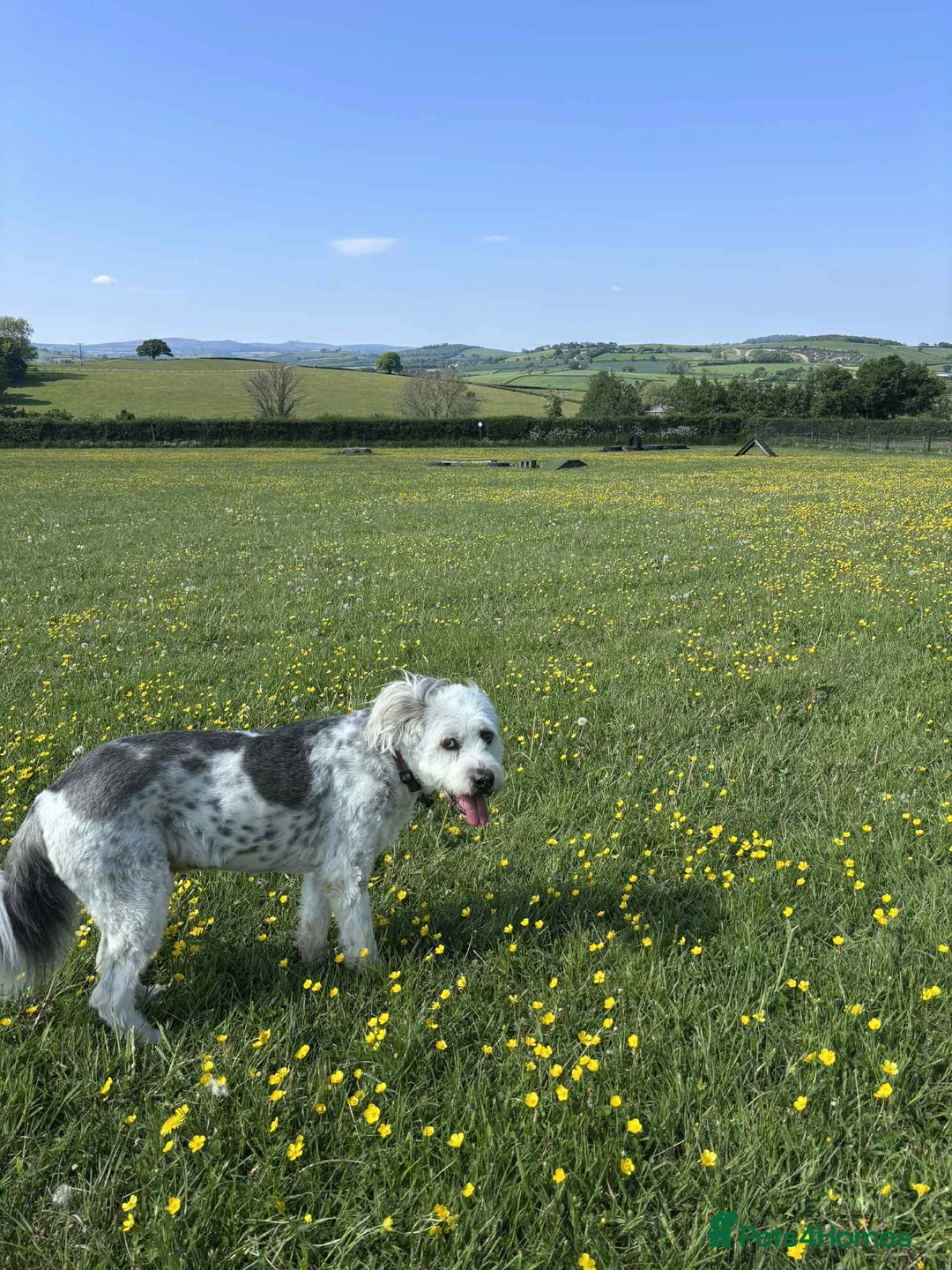Mixed Breed dogs for adoption: Brian is looking for a home -Mioritic Shepherd  - Advert 11