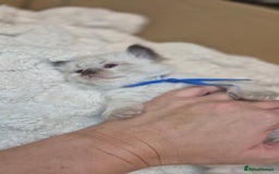 Ragdoll cats for sale: Proven healthy ragdolls 🐾 Sepias & traditionals   - Image 19