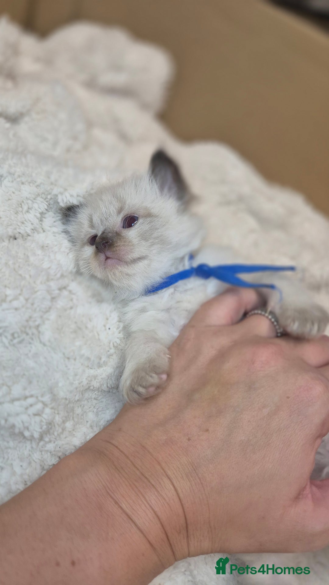 Ragdoll cats for sale: Proven healthy ragdolls 🐾 Sepias & traditionals   - Image 19