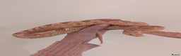 Corn Snake reptiles for sale: Female corn snakes for sale - Advert 2