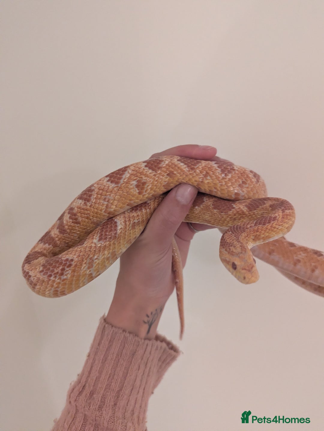 Corn Snake reptiles for sale: Female corn snakes for sale - Advert 2