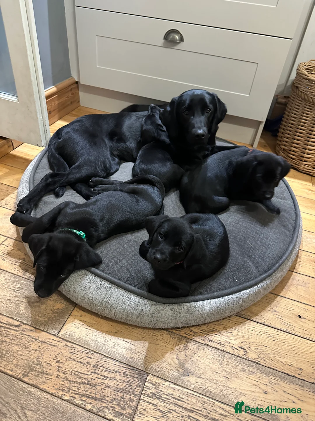 Labrador Retriever dogs for sale: Last 2 stunning kc reg black labradors - Advert 9