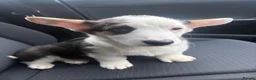 Welsh Corgi Pembroke dogs for sale: Welsh pembrook corgi - Advert 3