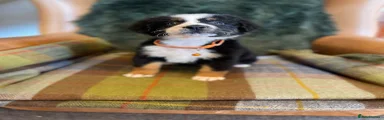 Bernese Mountain Dog 9