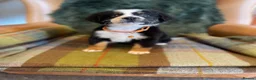 Bernese Mountain Dog dogs for sale: Stunning puppies! - Advert 13