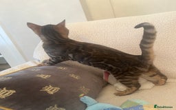Bengal cats for sale: OUTSTANDING TICA reg BENGAL KITTENS - Advert 18