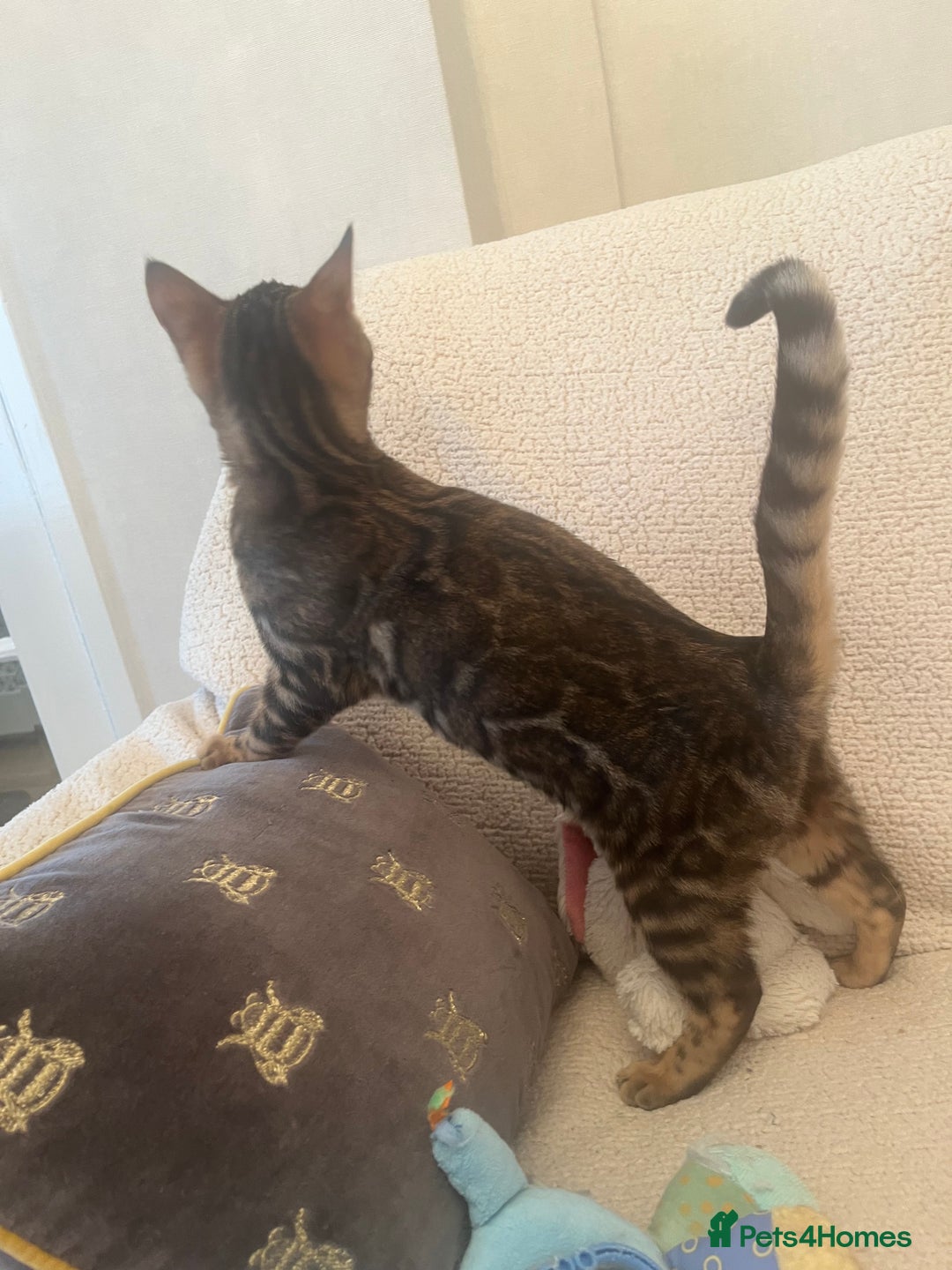 Bengal cats for sale: OUTSTANDING TICA reg BENGAL KITTENS - Advert 18