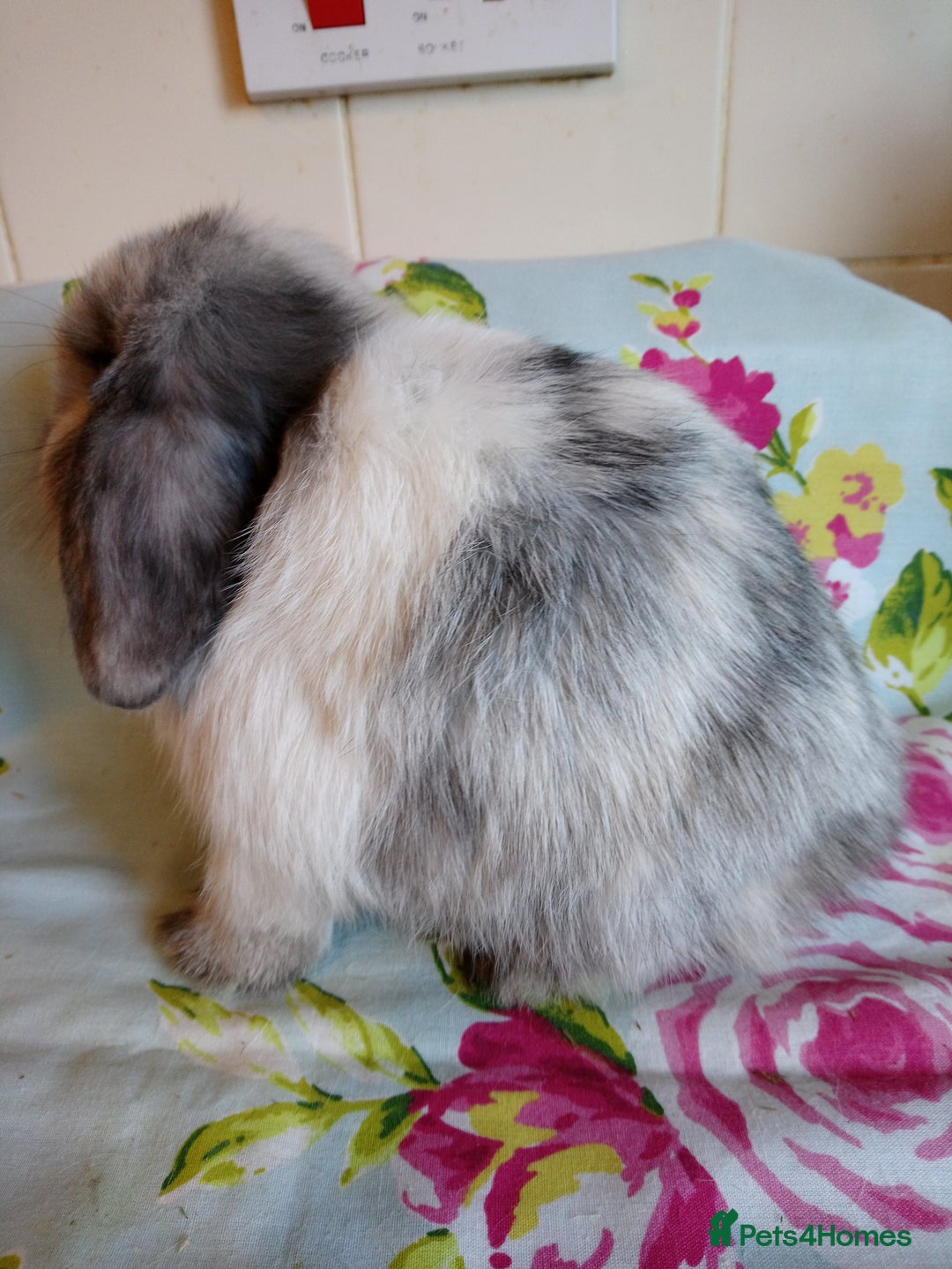 Mini Lop rabbits for sale: Pedigree Mini Lops - Advert 19