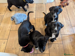 Mixed Breed dogs Dalmador Puppies for sale - Advert 1