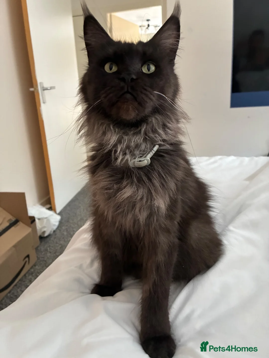 Maine Coon cats for sale: Maine coon kittens  - Advert 35