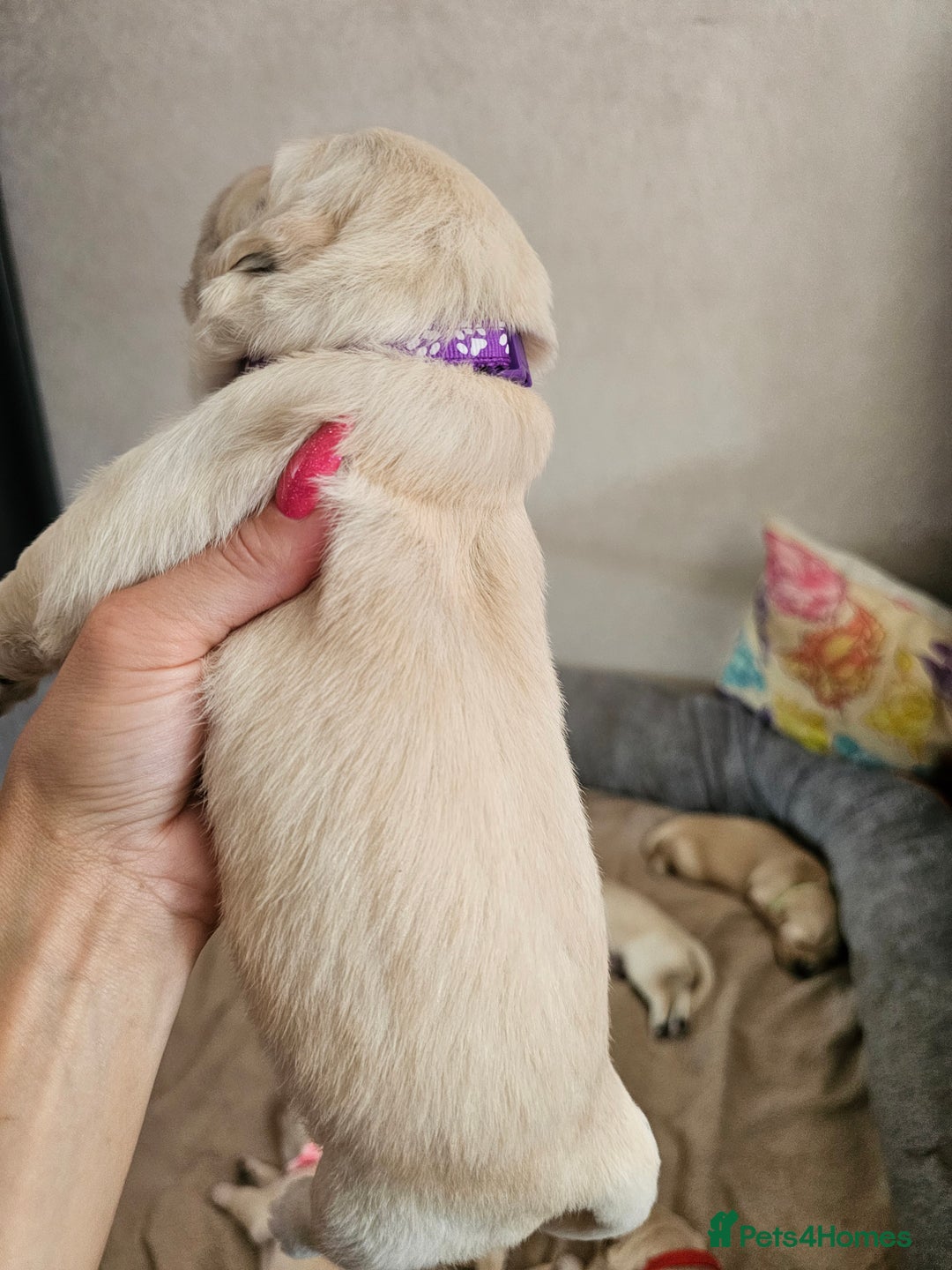 Golden Retriever dogs for sale: Lovely Golden Retriever puppies ❤️  - Image 26