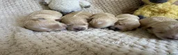 Maltipoo dogs for sale: F1 Maltipoo Puppies - Advert 12