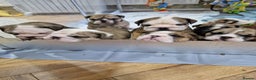 English Bulldog dogs for stud: Proven stunning English bulldog in Leigh - Advert 9